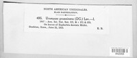 Uromyces proëminens image